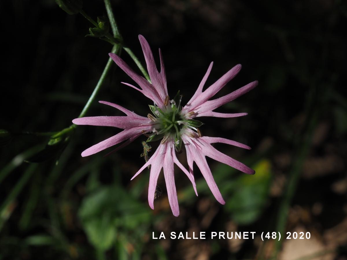 Ragged Robin flower